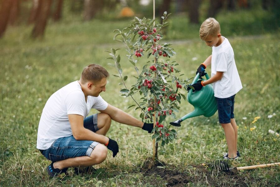 Roys Garden - inspiracje - Najlepsze Rośliny do Twojego Ogrodu Zabaw – Inspiracje dla Rodziców - 01