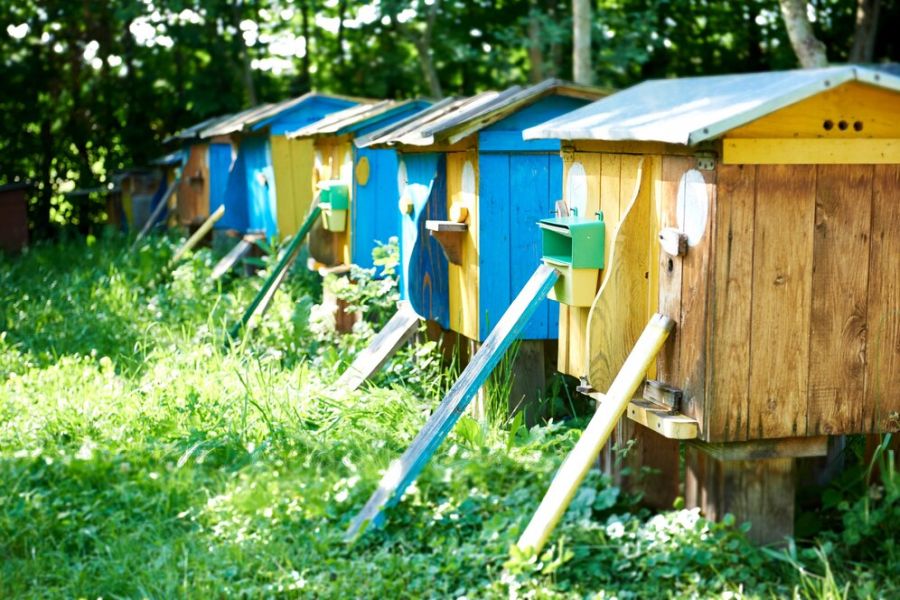 Roys Garden - inspiracje - Stwórz Ogród Przyjazny Zwierzętom Wskazówki i Pomysły - 03