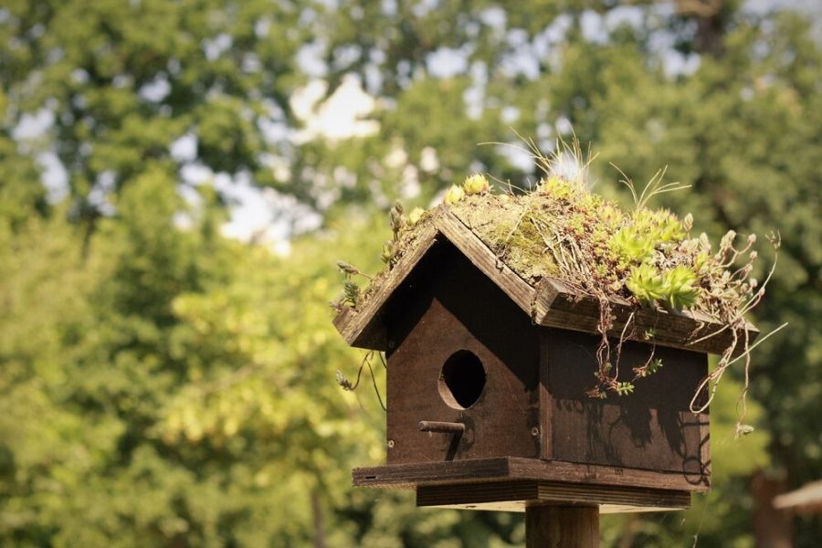 Roys Garden - inspiracje - Stwórz Ogród Przyjazny Zwierzętom Wskazówki i Pomysły - 04